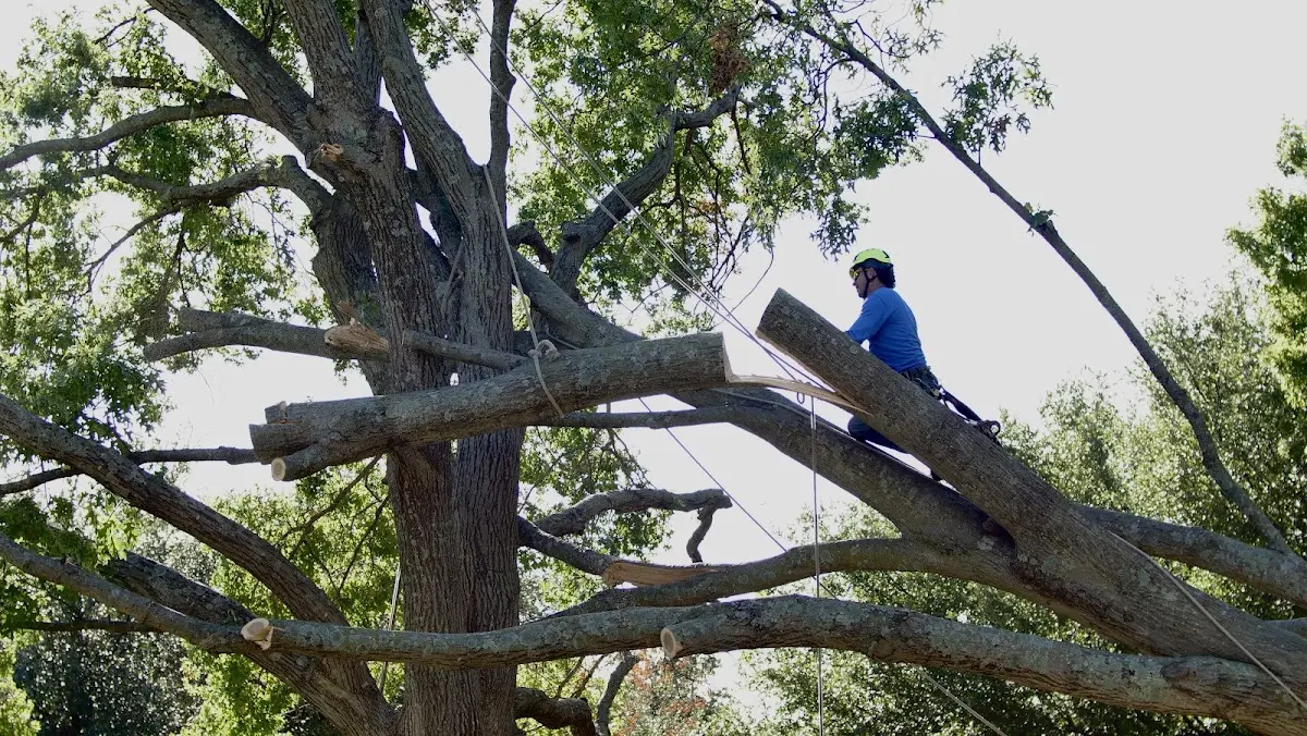 Professional Hazardous Tree Removal performed by certified arborists in Post