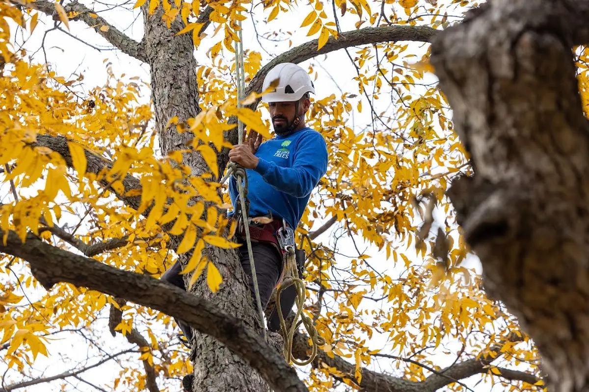 Skilled Tree Disease Treatment crew working in Post
